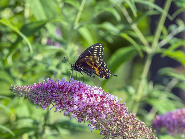 Papilio troilus, rabo de andorinha de especiarias — Fotografia de Stock