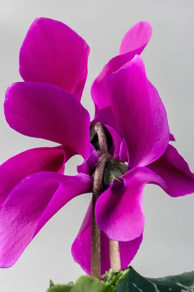 Colchicum de ciclamen, flor de ciclamen —  Fotos de Stock