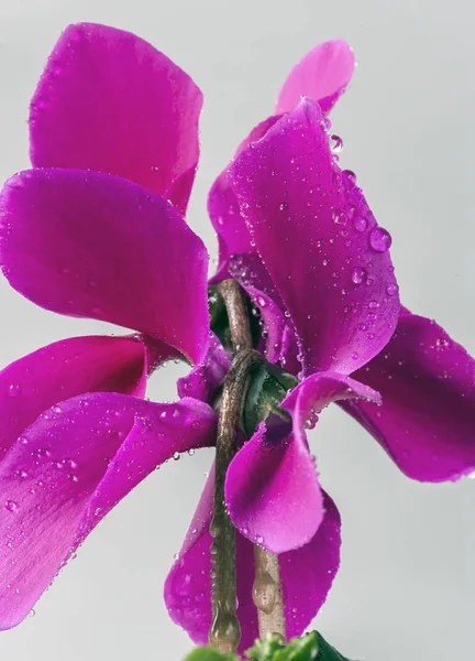 Cyklamen Colchicum, cyklamen blomma — Stockfoto