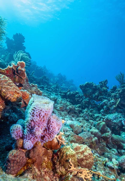 カリブ海サンゴ園 — ストック写真