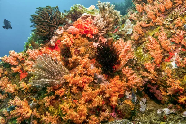 North Sulawesi,Indonesia, underwater — Stock Photo, Image