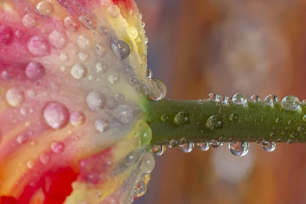 Tulip in close up with water drops — Stock Photo, Image