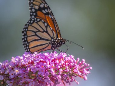 Kral kelebeği, danaus plexippus,