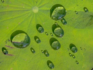 zambak pedleri üzerinde su damlaları