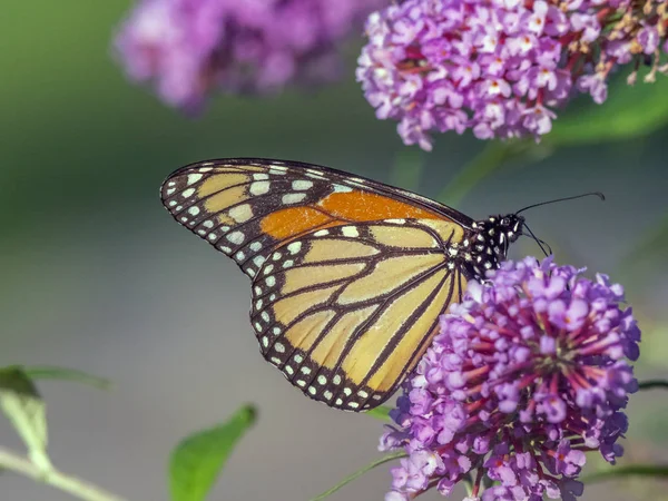 Monark fjäril, danaus plexippus, — Stockfoto