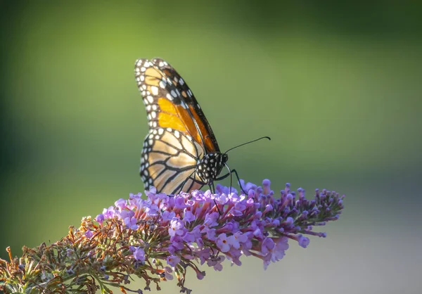 Mariposa monarca, Danaus plexippus , — Foto de Stock
