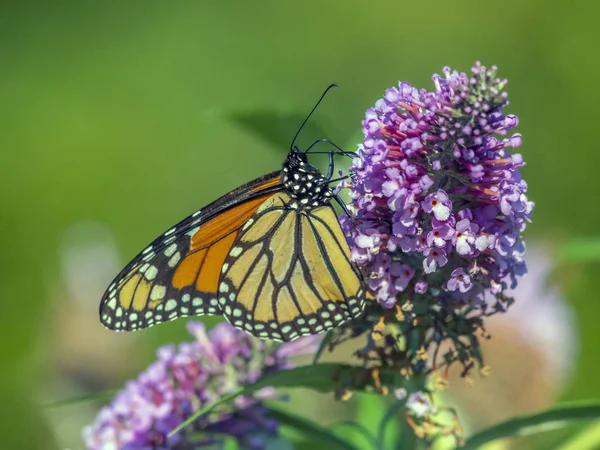 Бабочка-монарх, Danaus plexippus , — стоковое фото