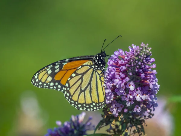 Kral kelebeği, danaus plexippus, — Stok fotoğraf