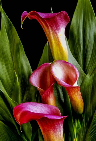 Caslla Lily in close up — Stockfoto