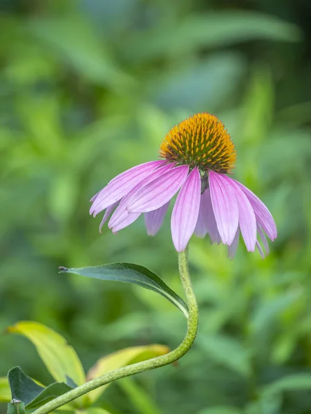 Baharda ekinezya çiçeği — Stok fotoğraf