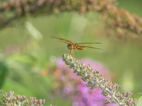 Dragonfly in garden — Stock Photo, Image