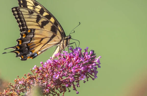 Papilio glaucus, östra tigersvala, — Stockfoto