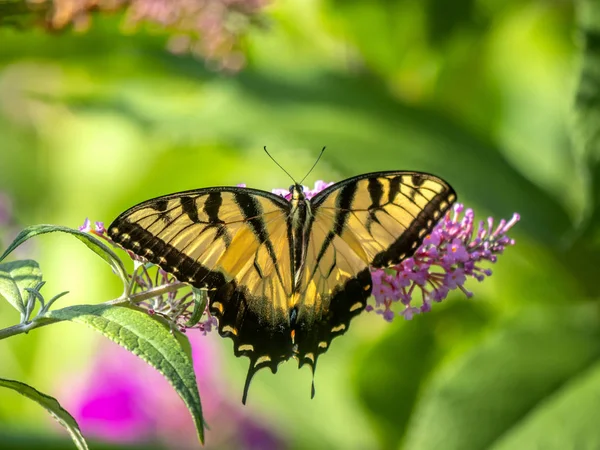 Papilio glaucus, cola de tigre oriental , — Foto de Stock