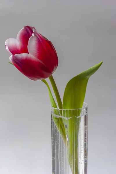 Tulpenblüte im Frühling — Stockfoto