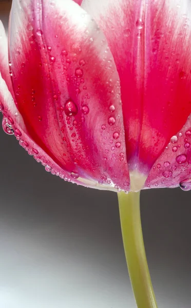 Tulip flower in spring — Stock Photo, Image