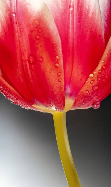 Tulip blomma på våren — Stockfoto