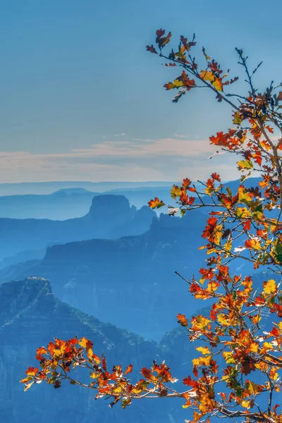 Grand Canyon am Nordrand — Stockfoto