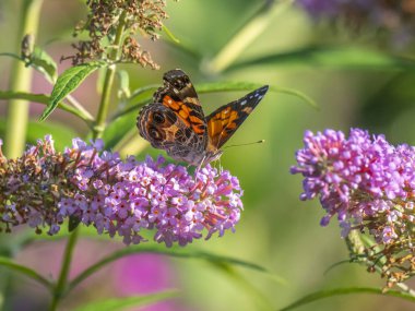 Buckeeye kelebek yaz aylarında parkta 
