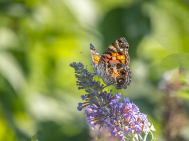 Buckeeye kelebek yaz aylarında parkta 
