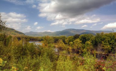 Ormanda sonbahar yaprakları