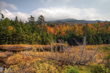Ormanda sonbahar yaprakları