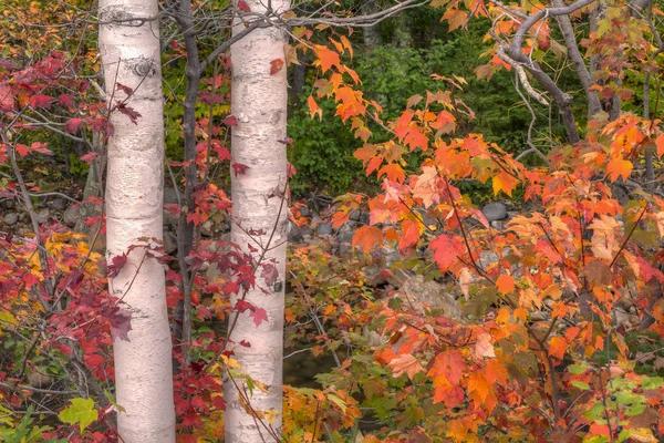 Hojas de otoño en el bosque — Foto de Stock