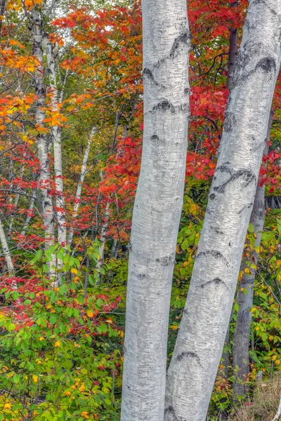 Осенние листья в лесу — стоковое фото