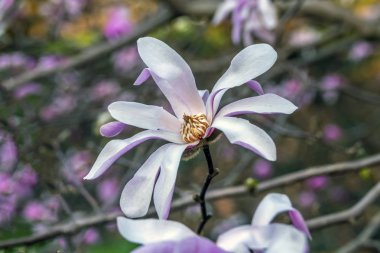Manolya ağacı baharın başlarında çiçek açar.