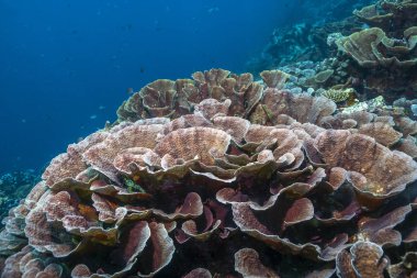 Coral reef Güney Pasifik