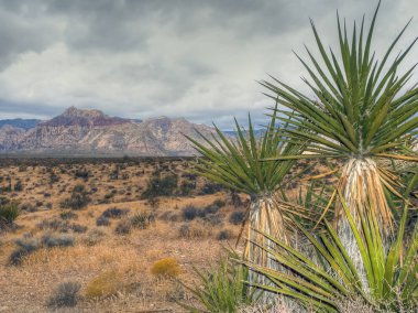 Red Rock Canyon, Nevada