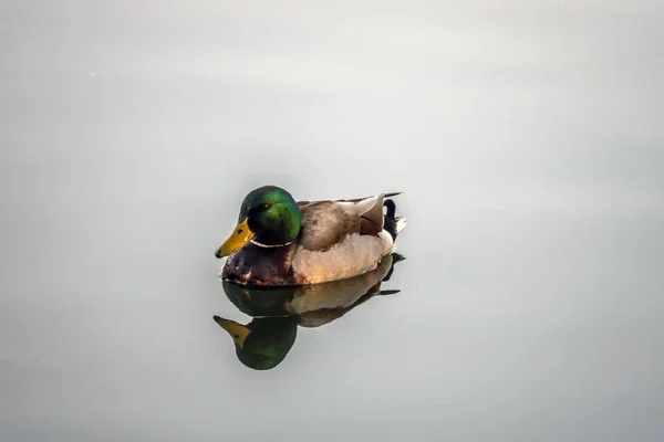 Mallard duck,Anas platyrhynchos i — Stock Photo, Image