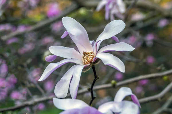 Magnolia árvore em flor no início da primavera — Fotografia de Stock