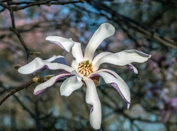 Magnolia tree in bloom in early spring — Stock Photo, Image