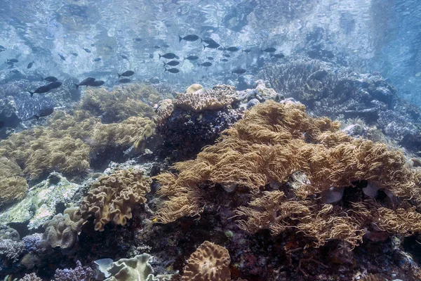 Recifes de Coral Pacífico Sul — Fotografia de Stock