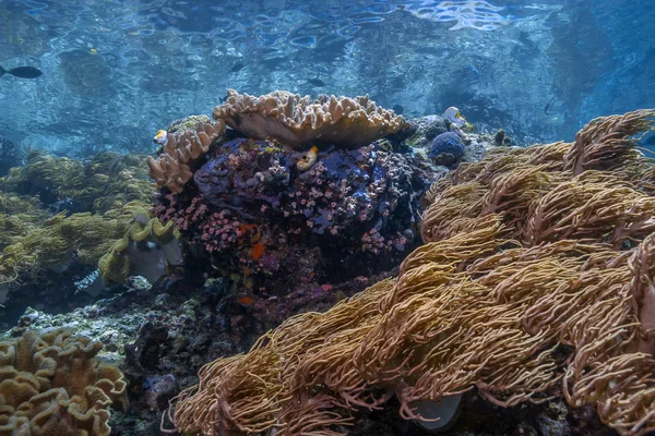 Arrecife de coral Pacífico Sur — Foto de Stock
