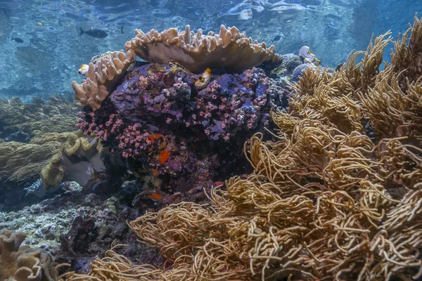 Recifes de Coral Pacífico Sul — Fotografia de Stock