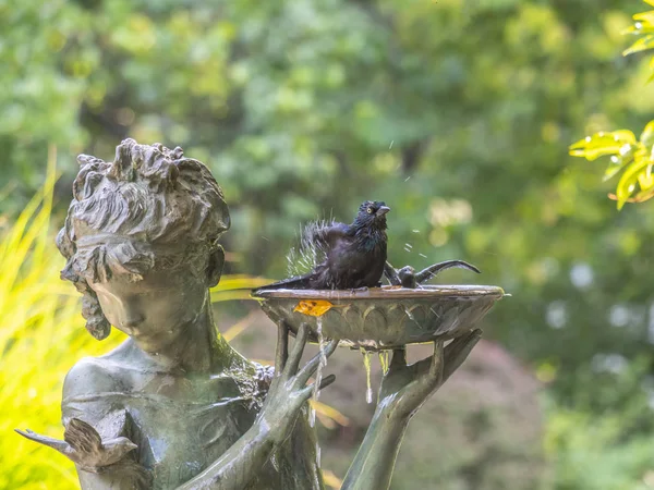 Птица принимает ванну в фонтане — стоковое фото