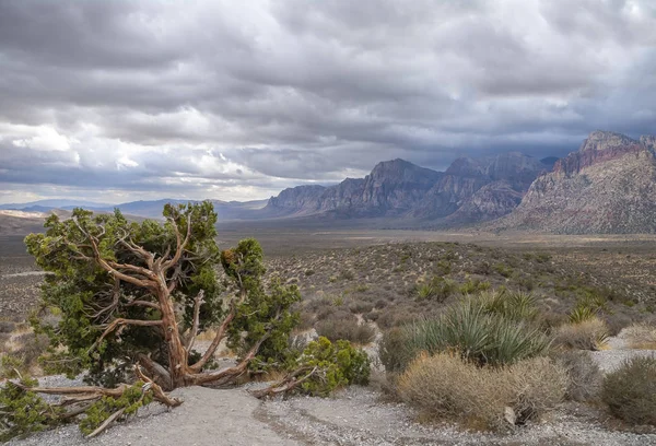 Red Rock Canyon, Nevada — Stockfoto