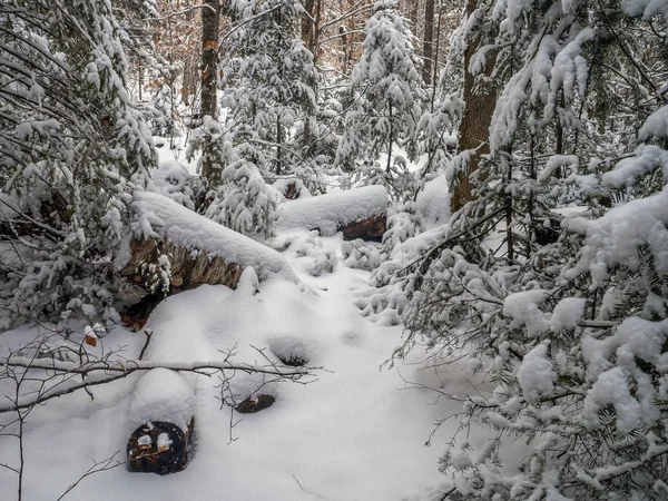 Texas cade area di ricreazione in inverno — Foto Stock