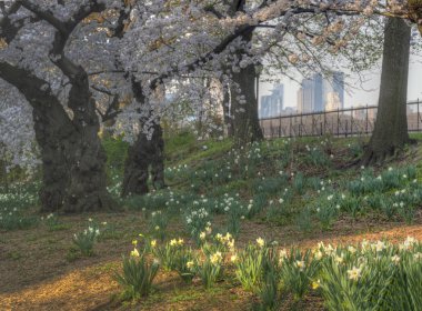 Central Park'ta bahar