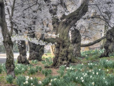 Central Park'ta bahar