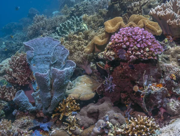 Zuid-Pacifisch koraalrif — Stockfoto