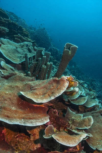 Coral reef South Pacific — Stock Photo, Image