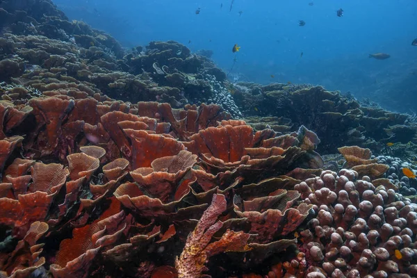 Coral reef South Pacific — Stock Photo, Image