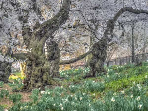 Central Park na jaře — Stock fotografie