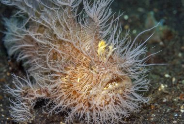 Mercan resifi Güney Pasifik kıllı kurbağa balığı