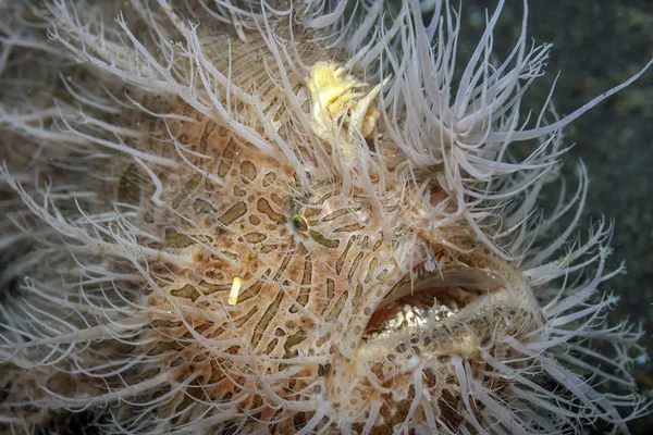 Koraalrif Zuidelijke Stille Oceaan harige kikkervis — Stockfoto