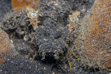 Mercan resifi Güney Pasifik, Şeytanbalığı