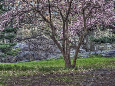 Central Park'ta bahar