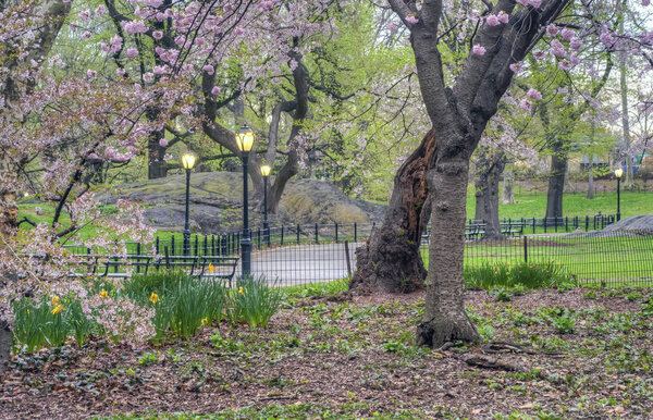 Spring in Central Park, New York City with Cherry tress in bloom in early morning